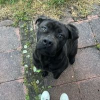 Ralph & reya cherchent leur nouvelle famille! #2