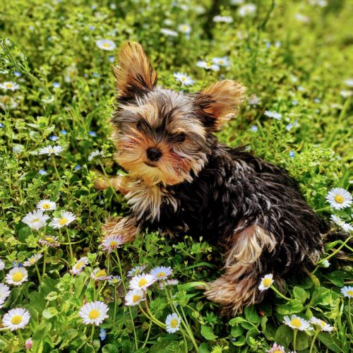 Magnifique chiot mâle yorkshire sevré #3