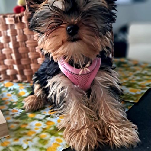 Magnifique chiot mâle yorkshire sevré #7