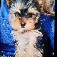 Magnifique chiot mâle yorkshire sevré #1