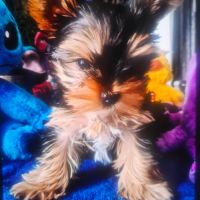 Magnifique chiot mâle yorkshire sevré #2