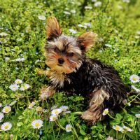 Magnifique chiot mâle yorkshire sevré #3