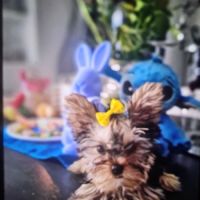 Magnifique chiot mâle yorkshire sevré #4