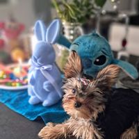 Magnifique chiot mâle yorkshire sevré #5