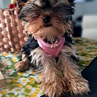 Magnifique chiot mâle yorkshire sevré #7