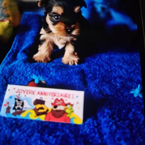 Magnifique chiot yorkshire mâle sevré #1