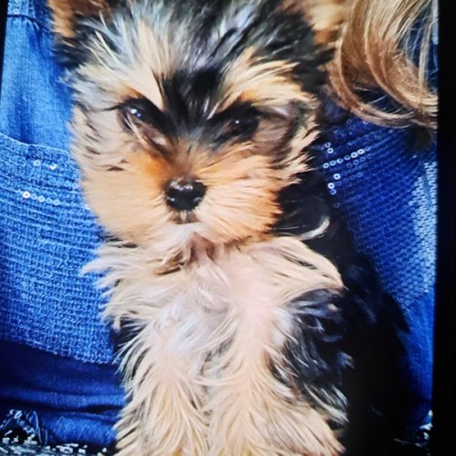 Magnifique chiot yorkshire mâle sevré #2