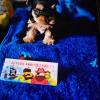 Magnifique chiot yorkshire mâle sevré #1