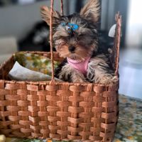 Magnifique chiot yorkshire mâle sevré #5