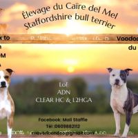 Chiots staffordshire bull terrier /staffy lof