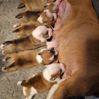 Chiots staffordshire bull terrier /staffy lof #2