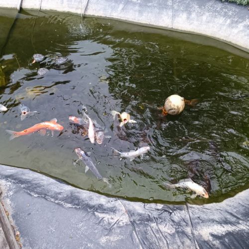 Magnifiques carpes koï #1