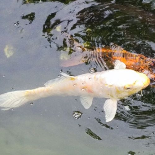 Magnifiques carpes koï #2