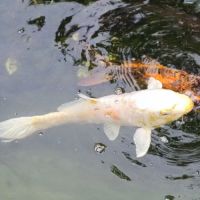 Magnifiques carpes koï #2