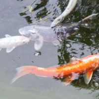 Magnifiques carpes koï #0