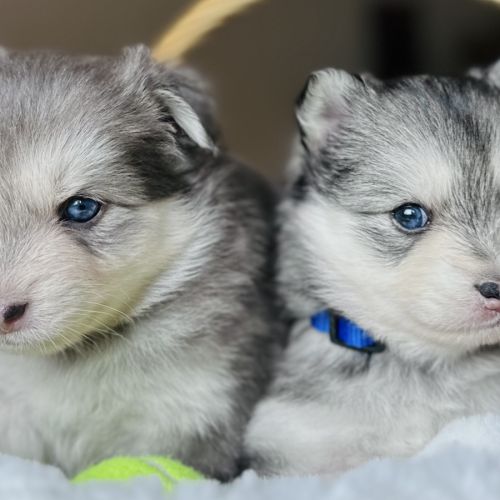 Sublime pomsky f4+ #1