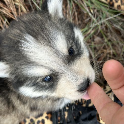 Sublime pomsky f4+ #2