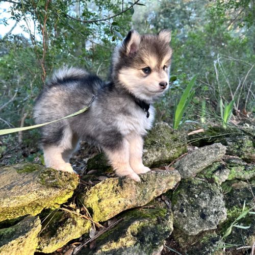 Sublime pomsky f4+ #5