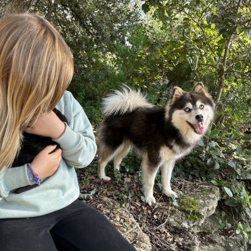 Sublime pomsky f4+ #6