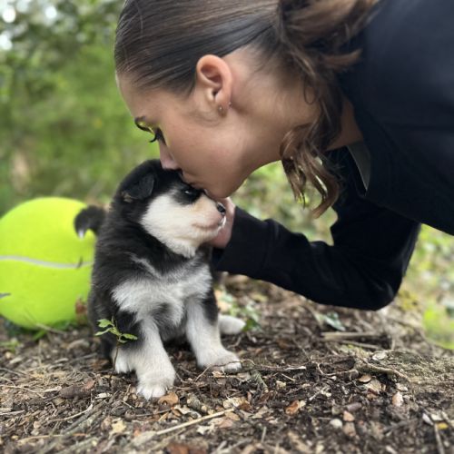 Sublime pomsky f4+ #7