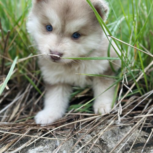 Sublime pomsky f4+ #9