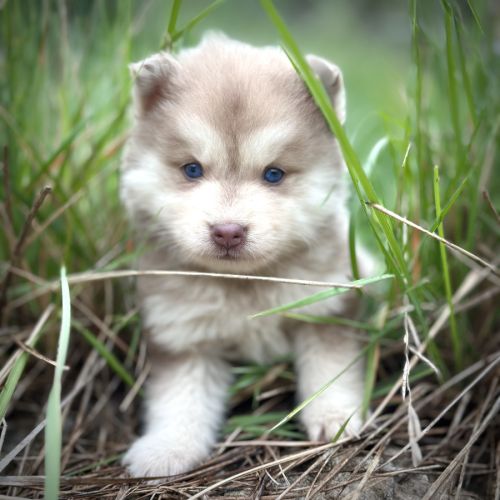 Sublime pomsky f4+ #10