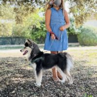 Sublime pomsky f4+ #4