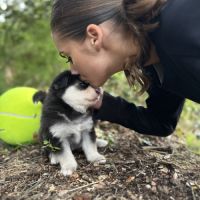 Sublime pomsky f4+ #7