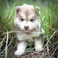 Sublime pomsky f4+ #10