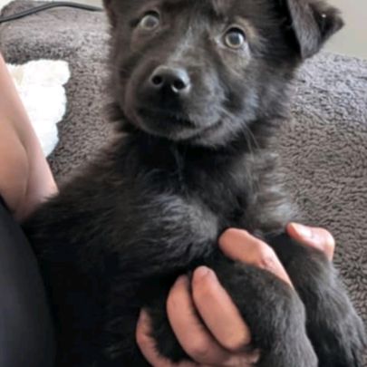 Chiots loup shepherd #2