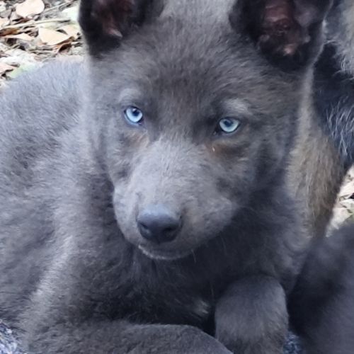 Chiots loup shepherd