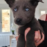 Chiots loup shepherd #1