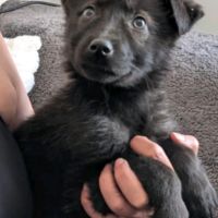 Chiots loup shepherd #2