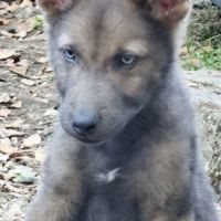 Chiots loup shepherd #3