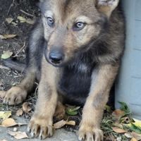 Chiots loup shepherd #4