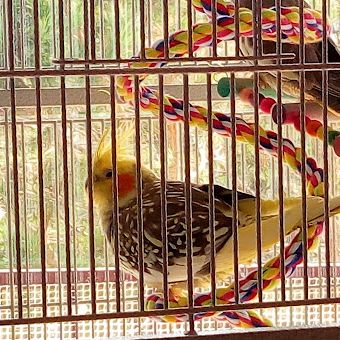 Vend 2 calopsittes  (cause chats) #2