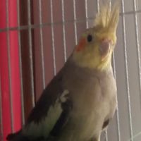 Vend 2 calopsittes  (cause chats)