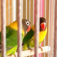 Vend deux inséparables