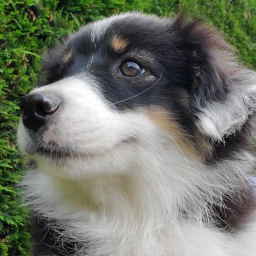 Chiot berger américain miniature #3