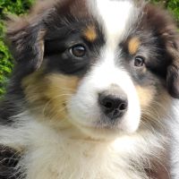 Chiot berger américain miniature #0