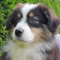 Chiot berger américain miniature #2