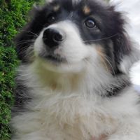 Chiot berger américain miniature #4