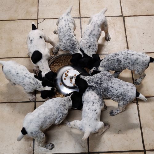 Chiots braque d'auvergne l.o.f. #1