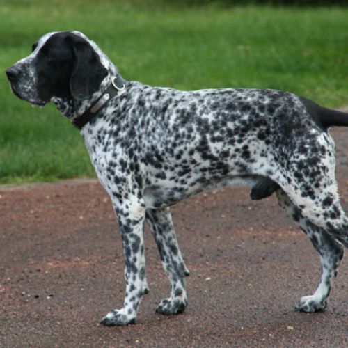 Chiots braque d'auvergne l.o.f. #7