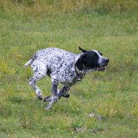 Chiots braque d'auvergne l.o.f. #2