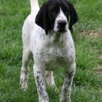 Chiots braque d'auvergne l.o.f. #3