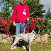 Chiots braque d'auvergne l.o.f. #4