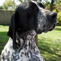 Chiots braque d'auvergne l.o.f. #6