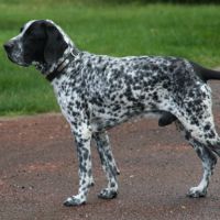 Chiots braque d'auvergne l.o.f. #7