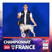 Chiots braque d'auvergne l.o.f. #8